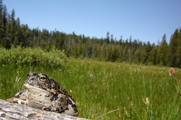 Yosemite Toad