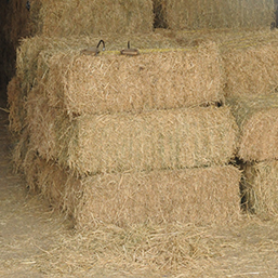 Considerations for Feeding Rained on Hay
