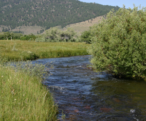 Mountain meadow stream channel