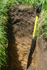 Grazing Management to Improve Soil Health