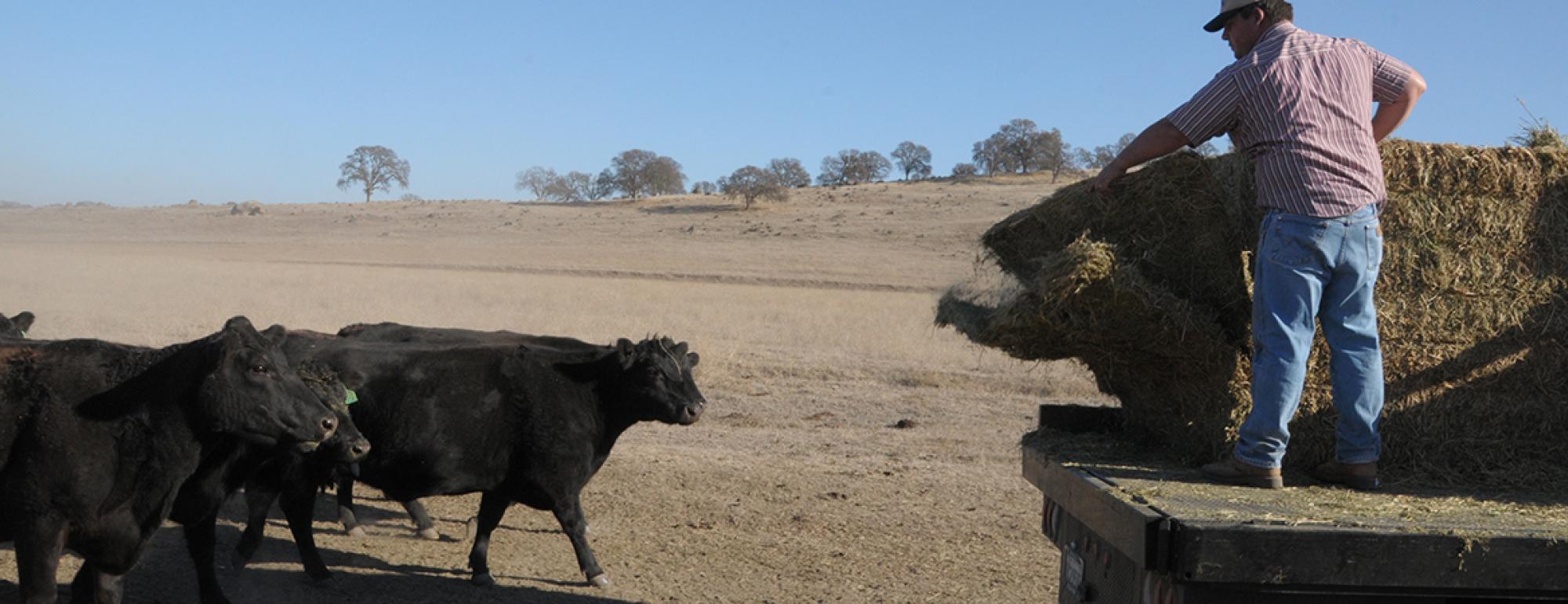rancher feeding cattle hay from a flat bed pickup truck