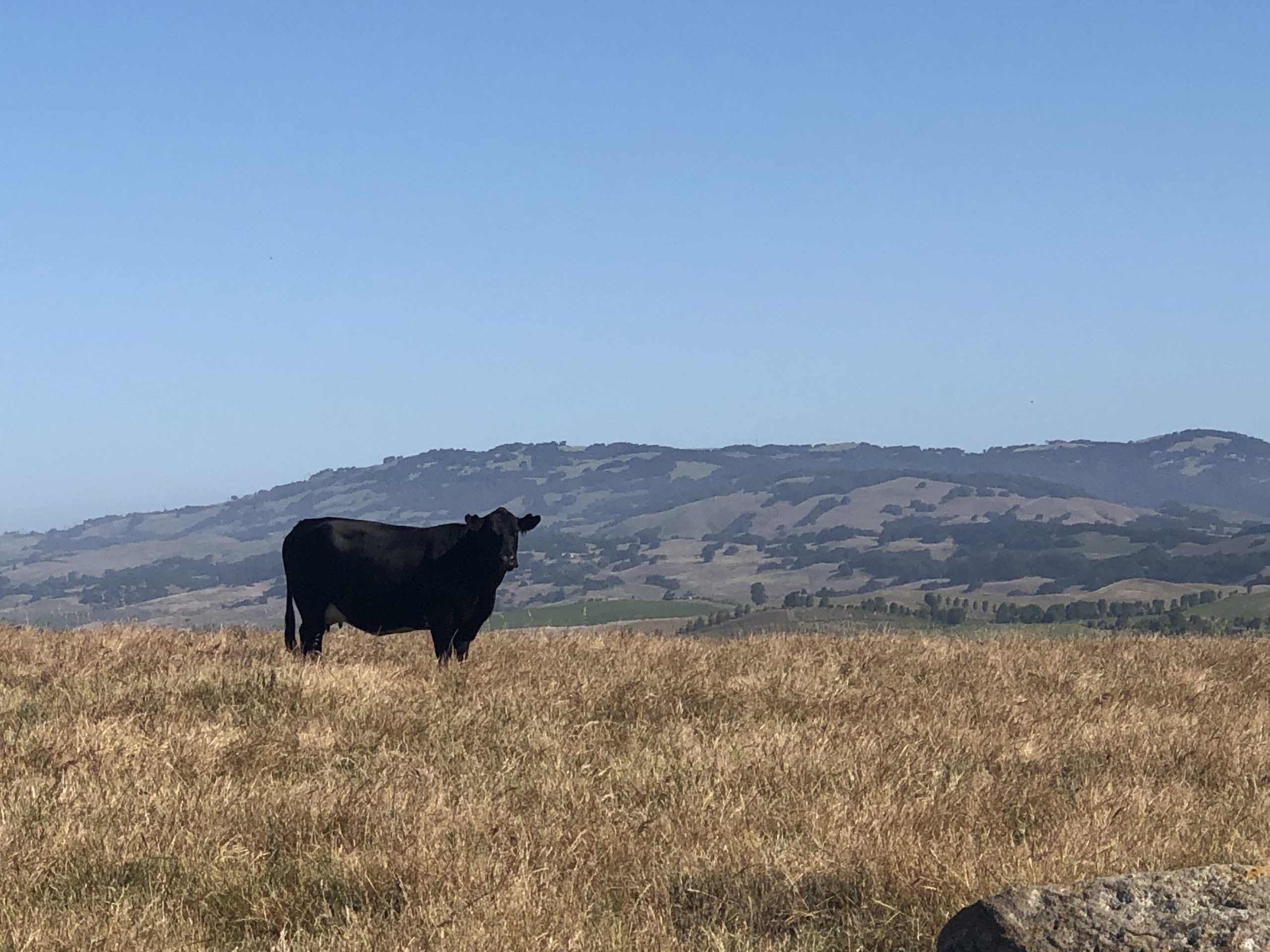 Black cow standing an annual grassland with hills in background (Sonoma County)