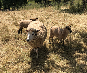 Image of Ewe and Lamb