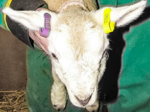 Sheep with Electronic ID ear tags